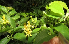 Grewia caffra