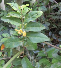 Grewia caffra