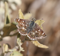 Muschampia proteides