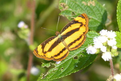 Pantoporia