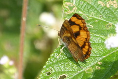 Pantoporia