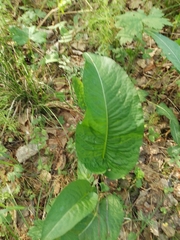 Bistorta officinalis