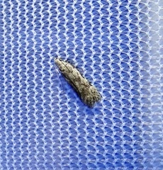 Anacampsis conclusella