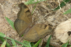 Junonia iphita iphita