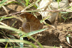 Junonia iphita iphita