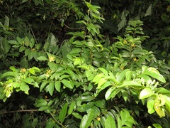 Grewia caffra