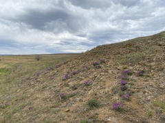 Oxytropis mixotriche
