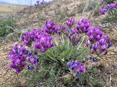 Oxytropis mixotriche