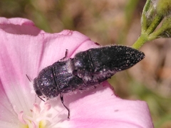 Acmaeodera cylindrica