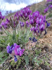 Oxytropis mixotriche