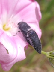 Acmaeodera cylindrica