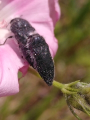 Acmaeodera cylindrica
