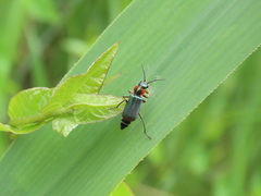 Clanoptilus marginellus
