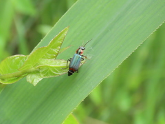 Clanoptilus marginellus