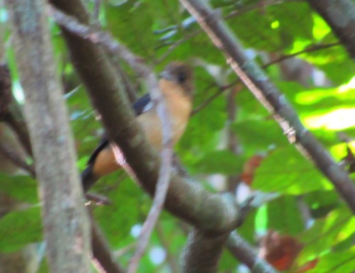 Trichothraupis melanops