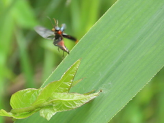 Clanoptilus marginellus