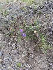 Vicia popovii