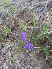 Vicia popovii