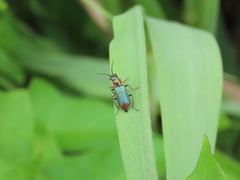 Clanoptilus marginellus
