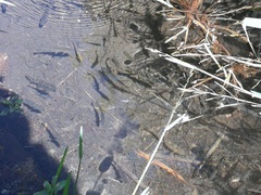 Salmo trutta