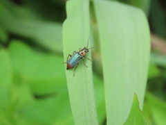 Clanoptilus marginellus
