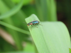 Clanoptilus marginellus