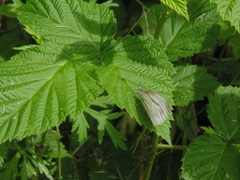 Pieris dulcinea
