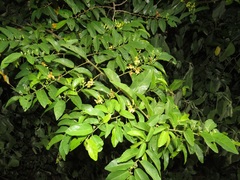 Grewia caffra