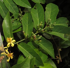 Grewia caffra