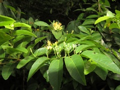 Grewia caffra