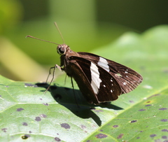 Notocrypta waigensis