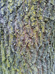 Quercus