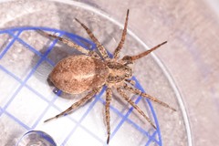 Alopecosa albofasciata