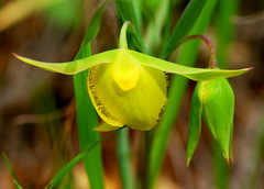 Calochortus pulchellus