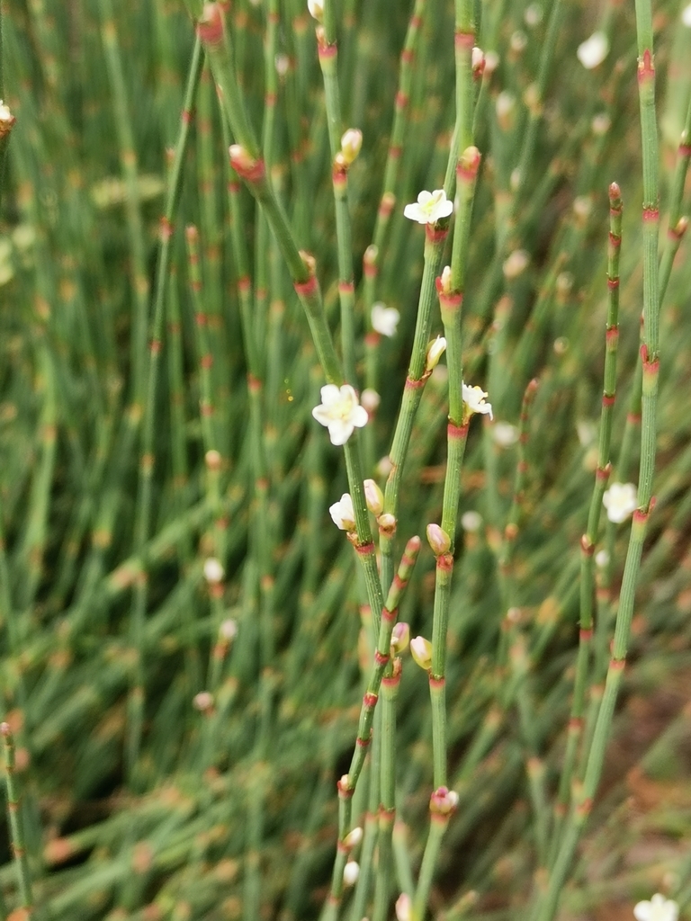 Polygonum scoparium