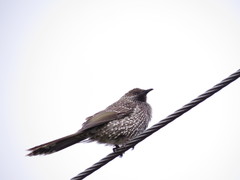 Anthochaera chrysoptera tasmanica