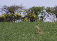 Lepus timidus hibernicus
