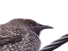 Anthochaera chrysoptera tasmanica