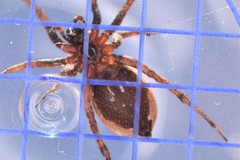Alopecosa albofasciata