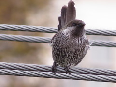 Anthochaera chrysoptera tasmanica