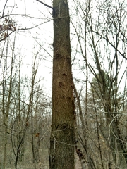 Quercus rubra