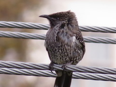 Anthochaera chrysoptera tasmanica