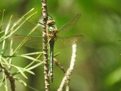 Cordulia aenea aenea