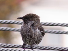 Anthochaera chrysoptera tasmanica