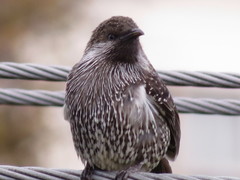 Anthochaera chrysoptera tasmanica