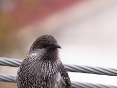Anthochaera chrysoptera tasmanica