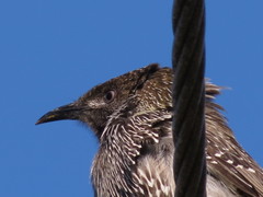 Anthochaera chrysoptera tasmanica