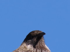 Anthochaera chrysoptera tasmanica