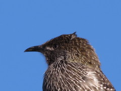 Anthochaera chrysoptera tasmanica