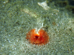 Galeolaria